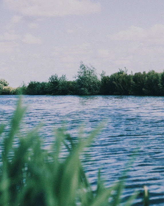 a body of water surrounded by greenery