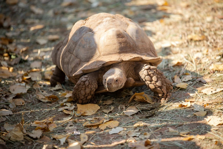 a tortoise walking in some dry grass with leaves all around