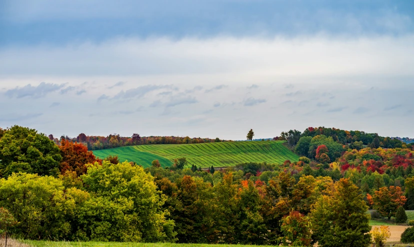 an open field with colorful trees and a large mountain