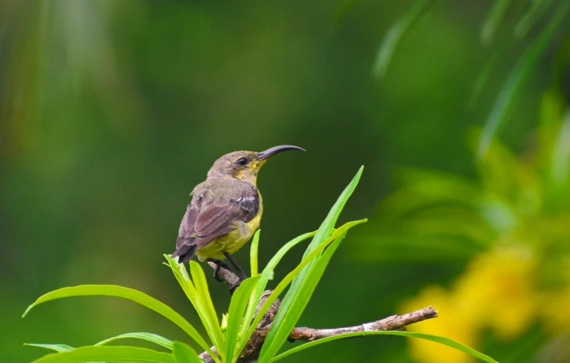 a bird sitting on a nch while looking up