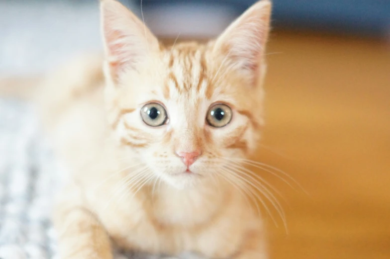 a small kitten with blue eyes laying on a floor