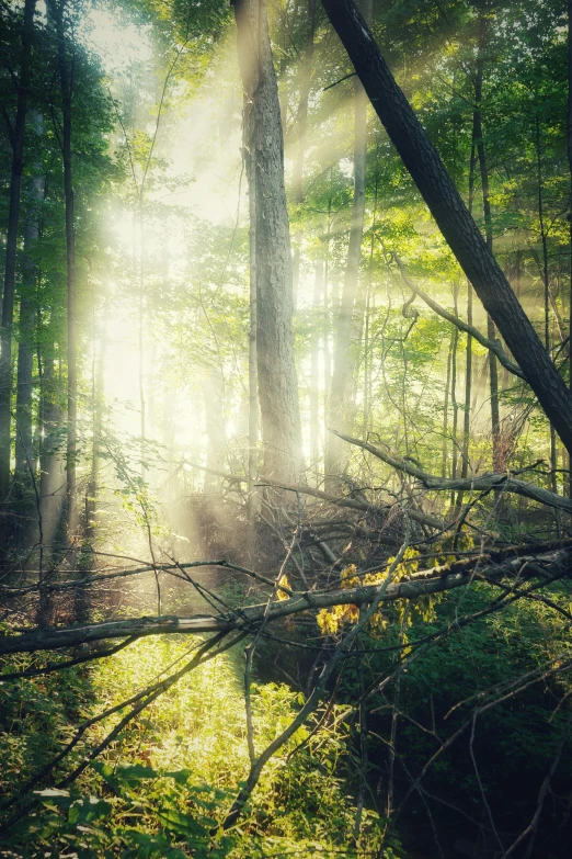 rays light up a forest in the sunlight