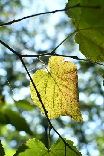 a group of leaf hanging from a nch