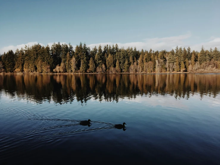 a body of water with two ducks floating on top of it