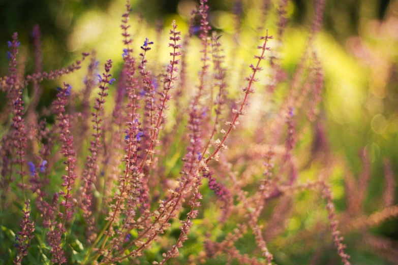 some purple flowers in the middle of green leaves