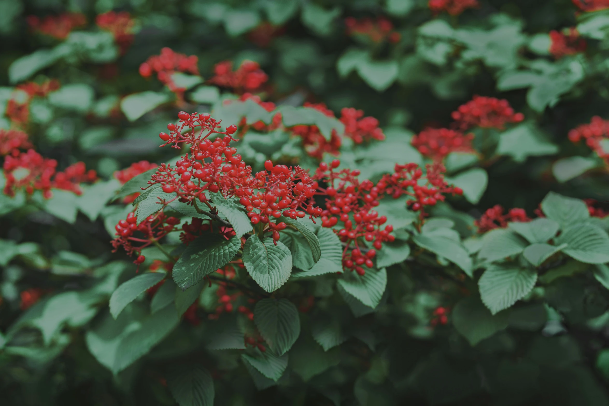 red flowers on green leaves in a garden