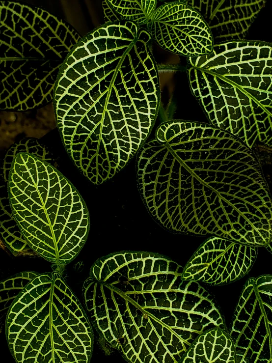 the leafs of a plant that is all green