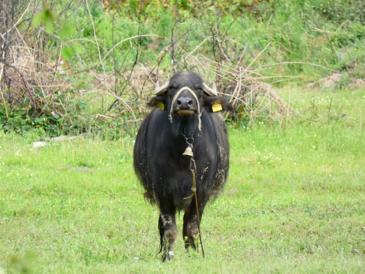 a large black cow standing in a field
