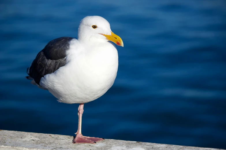 the seagull is standing on the wall near water