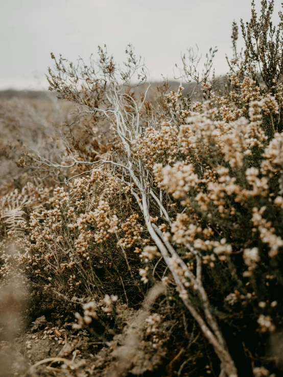 small bushes with small white flowers in a field