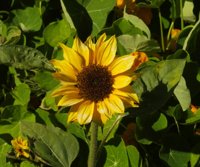 a very pretty sunflower with green leaves