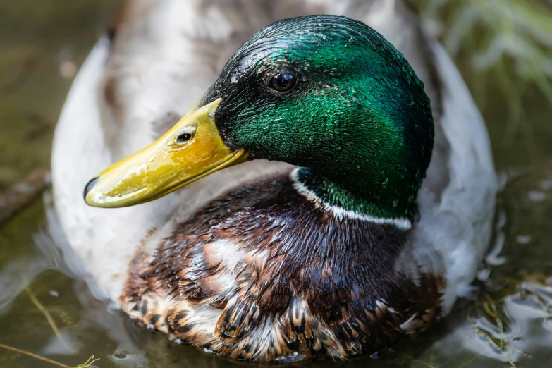 there is a close up of a duck in the water