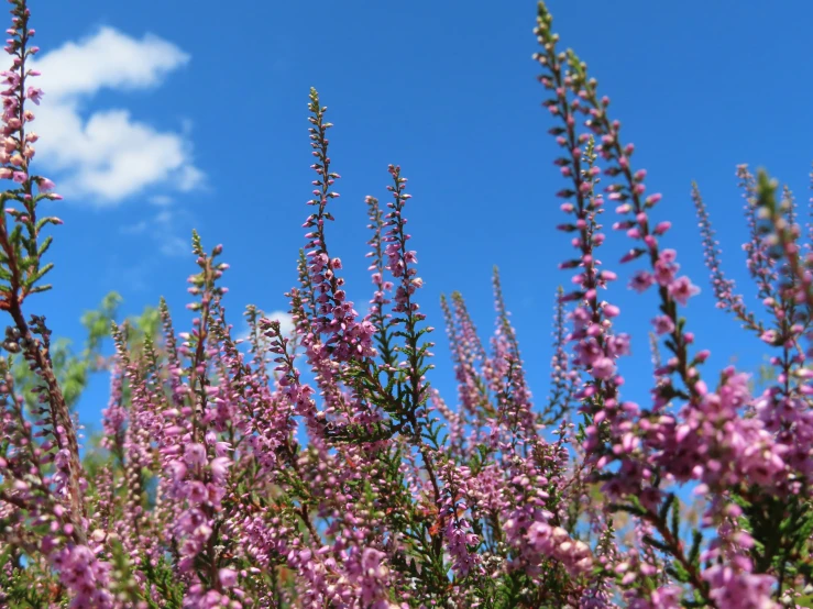 flowers on an sunny day with blue sky in background