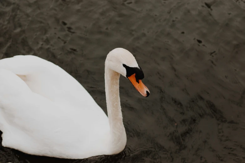a white swan with an orange beak swimming