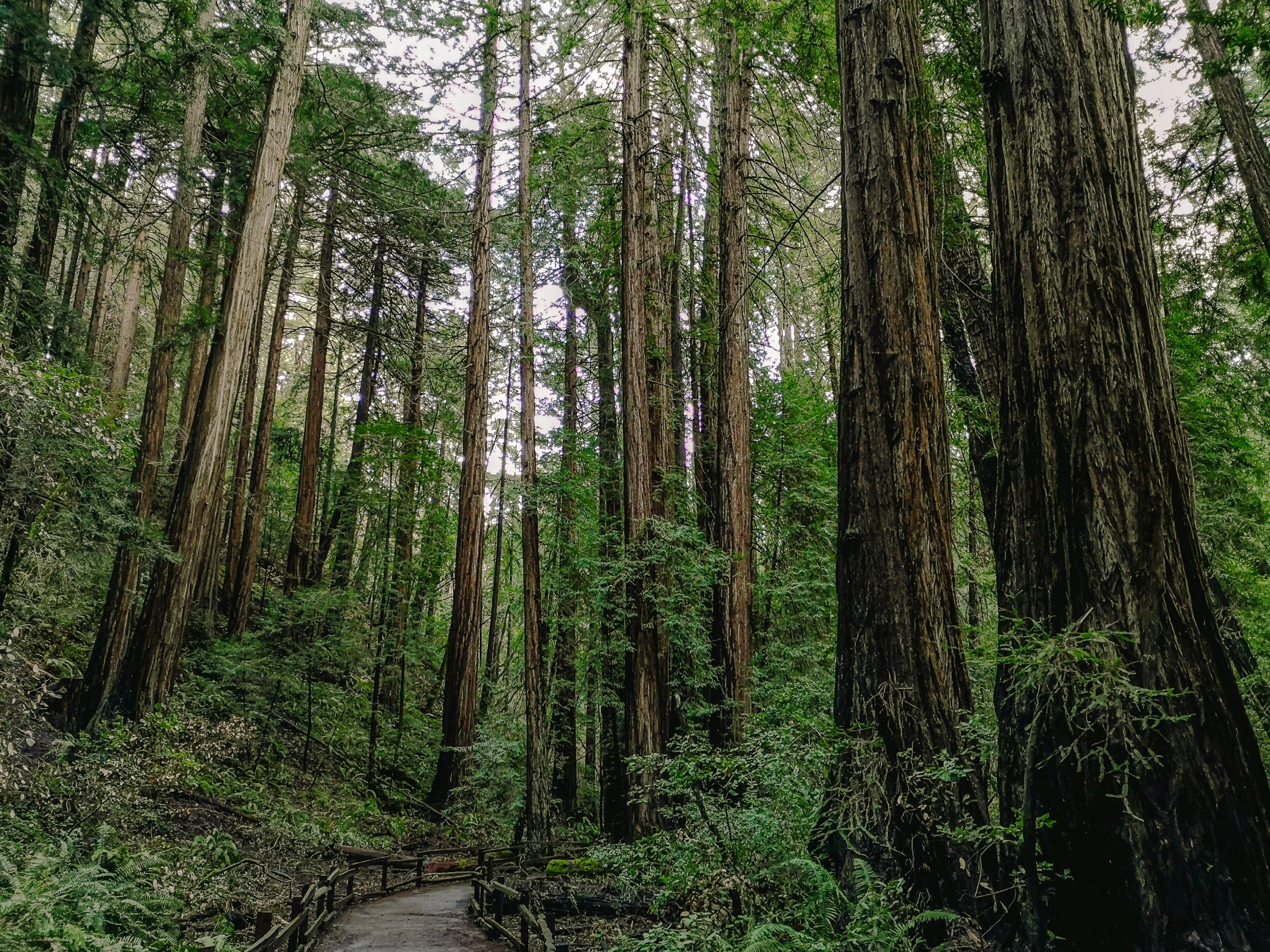 this is a po of a lush forest