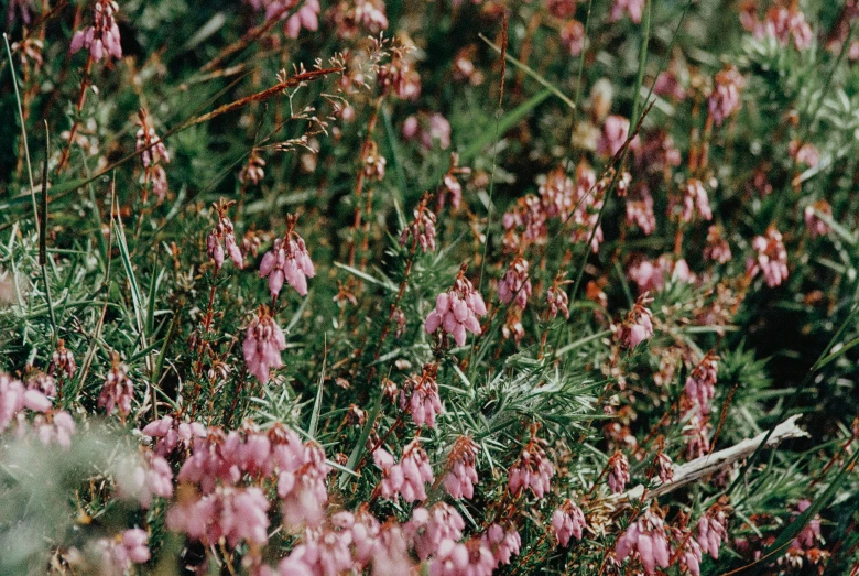 many pink flowers are in front of green grass