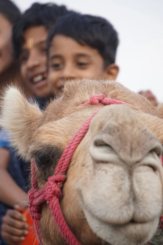 a couple of s and a camel on the ground