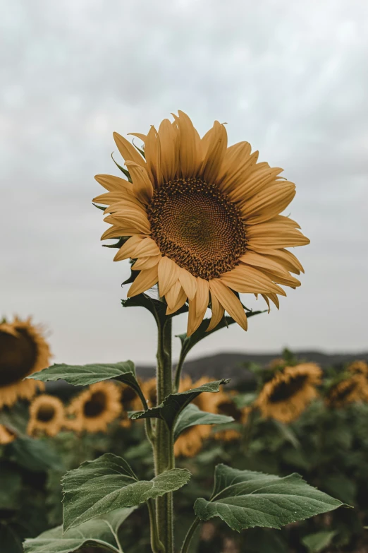 sunflower in the middle of a large field