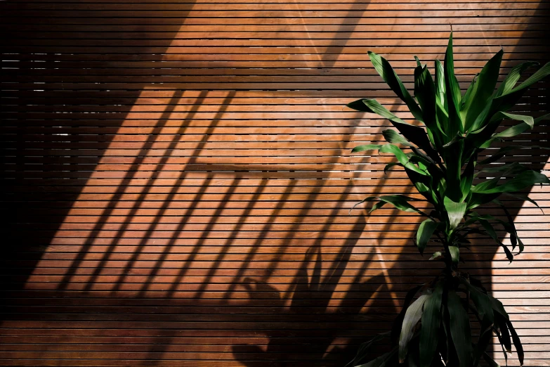 the shade is cast onto a chair beside a plant