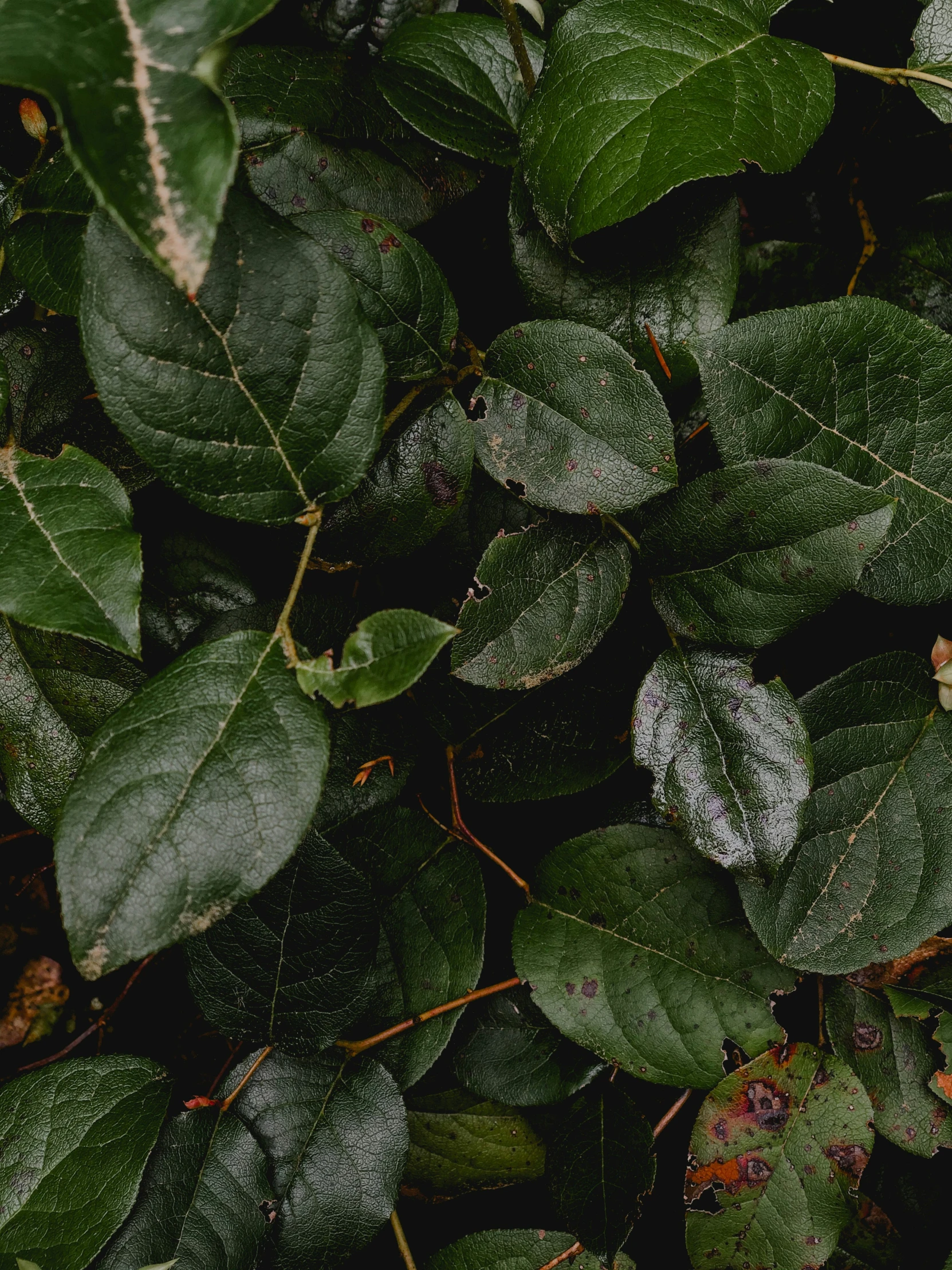 a close up view of some leaves with snow on it