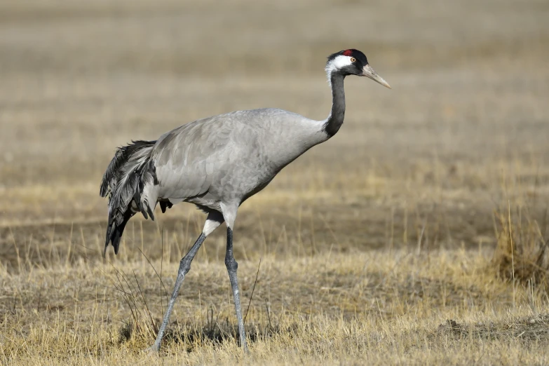 a crane standing in an open field, in the daytime