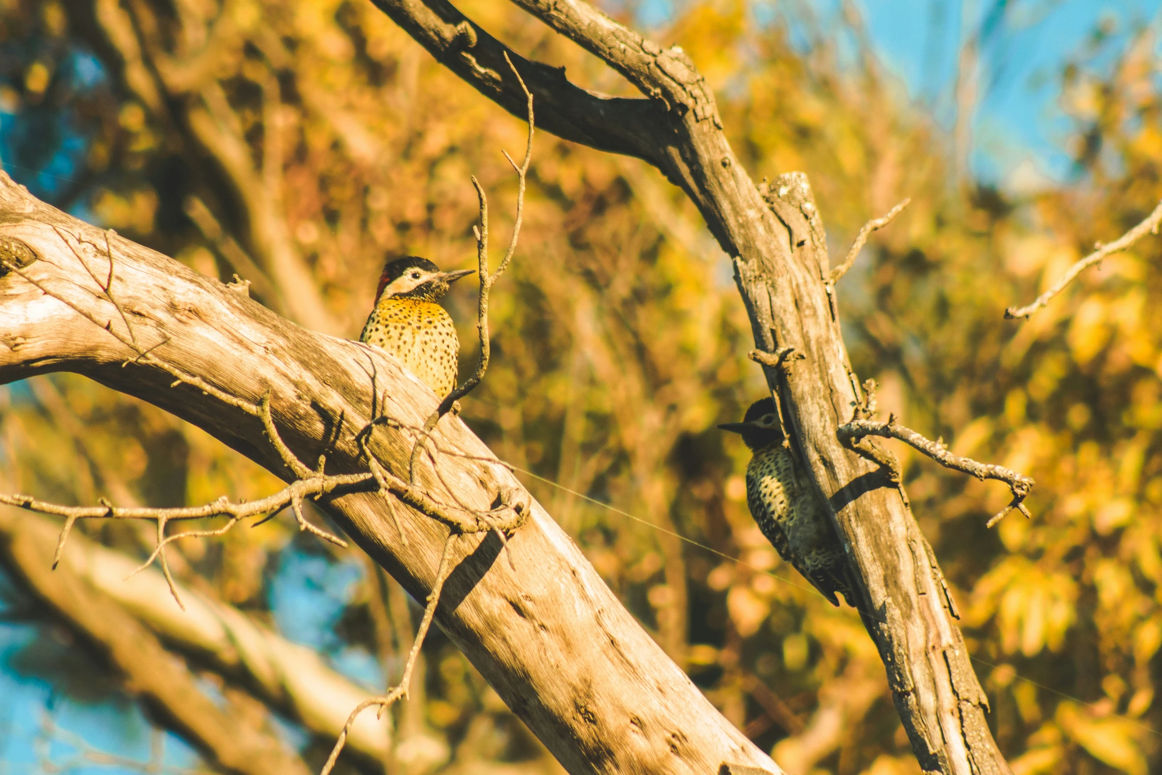 a bird sitting in the nches of a tree