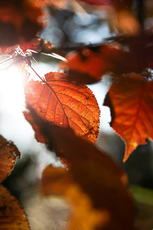 a close up view of an autumn leaf with sun flares in the background