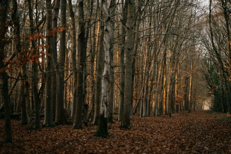 an area with trees in the middle of the ground