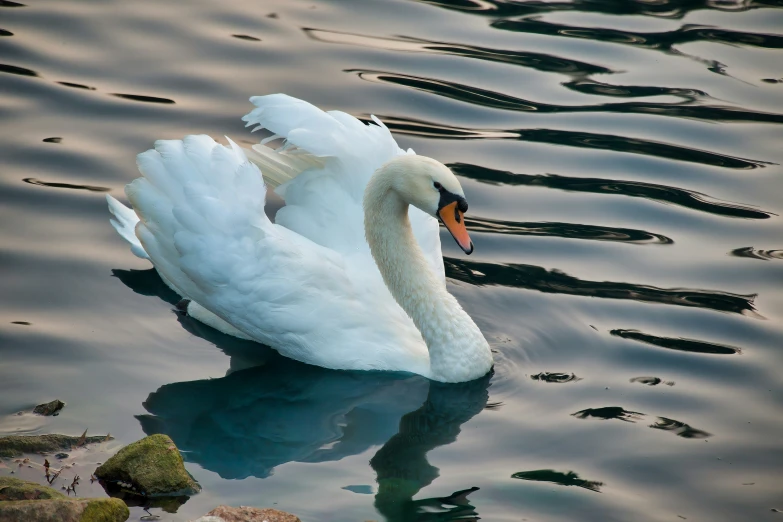 a swan swimming on top of water with ripples