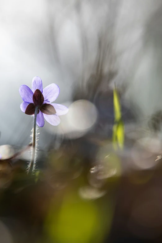 this po is blurry looking at a single flower