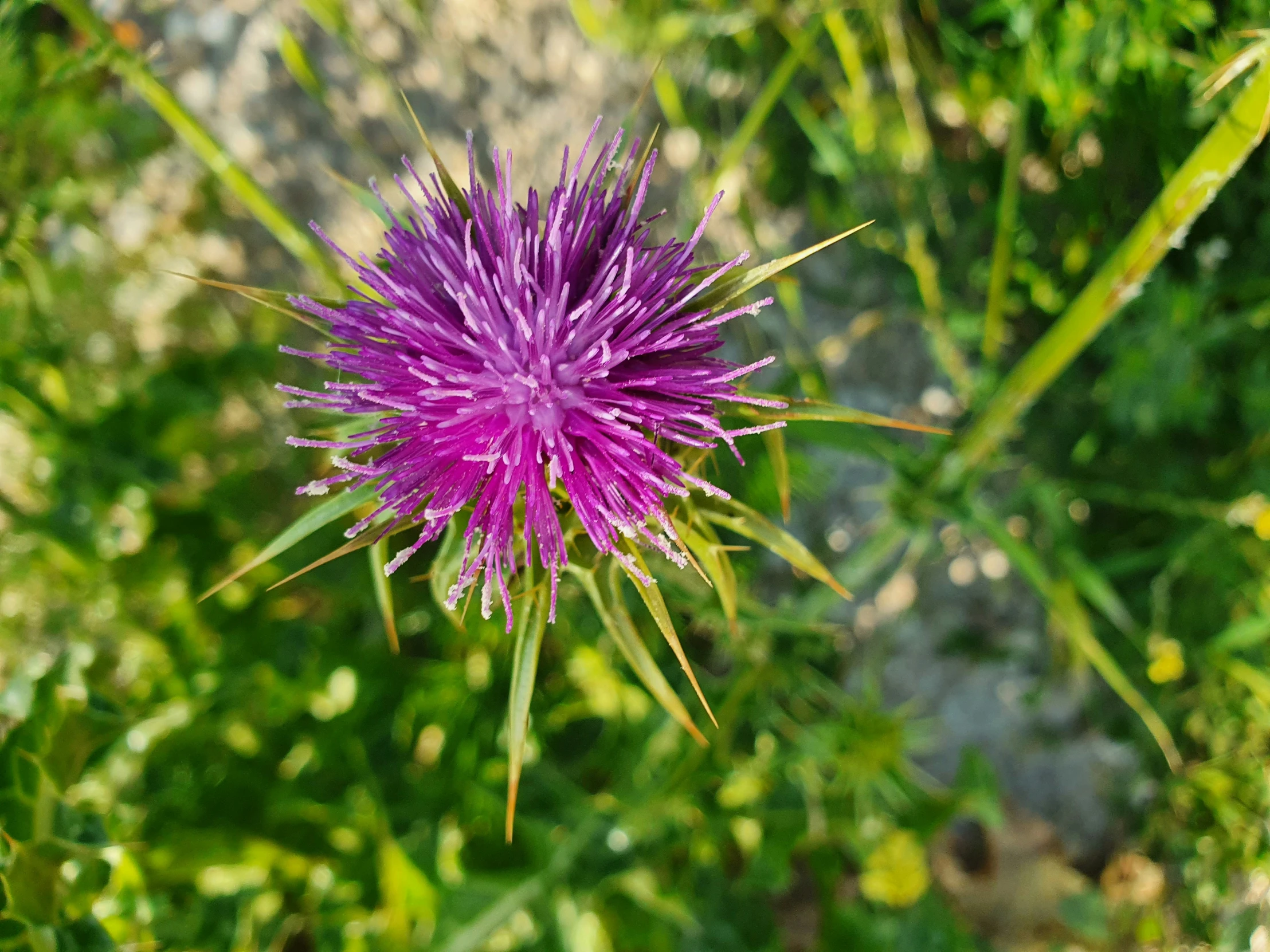 a purple flower in the middle of a grass area