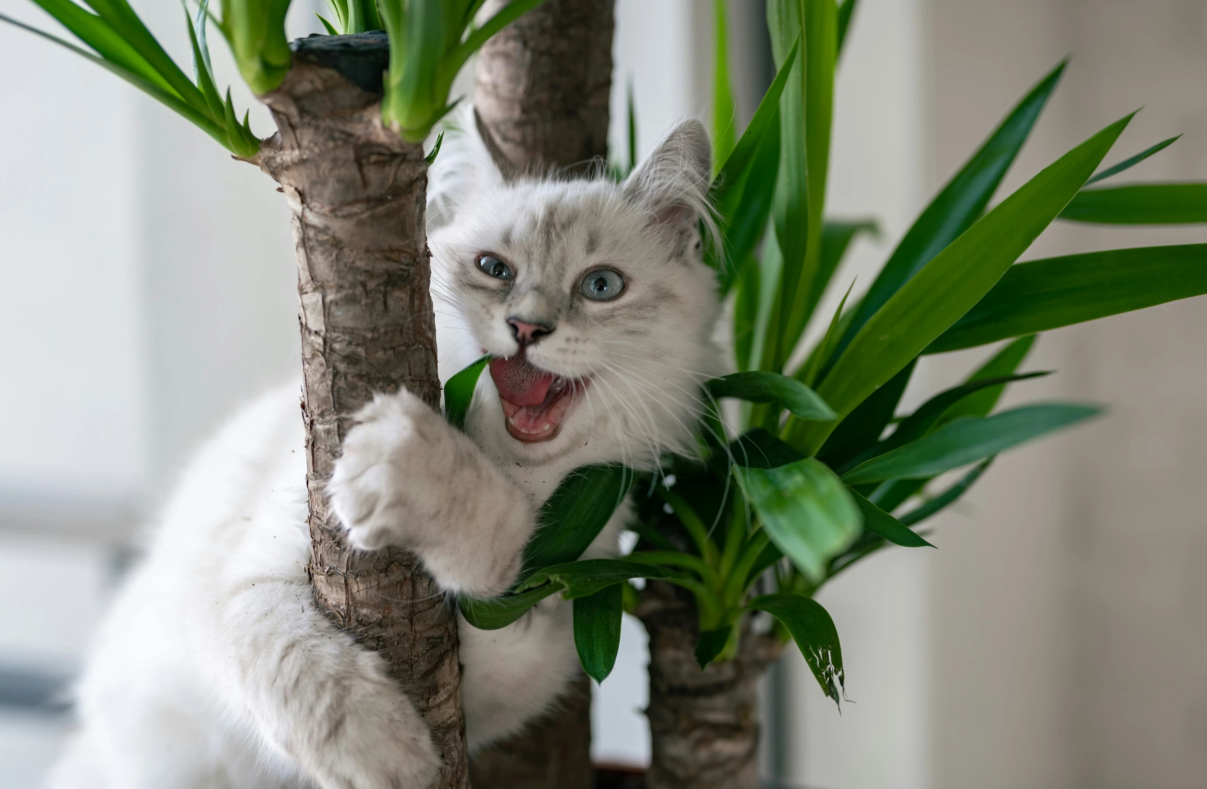 a cat is hanging upside down on a plant