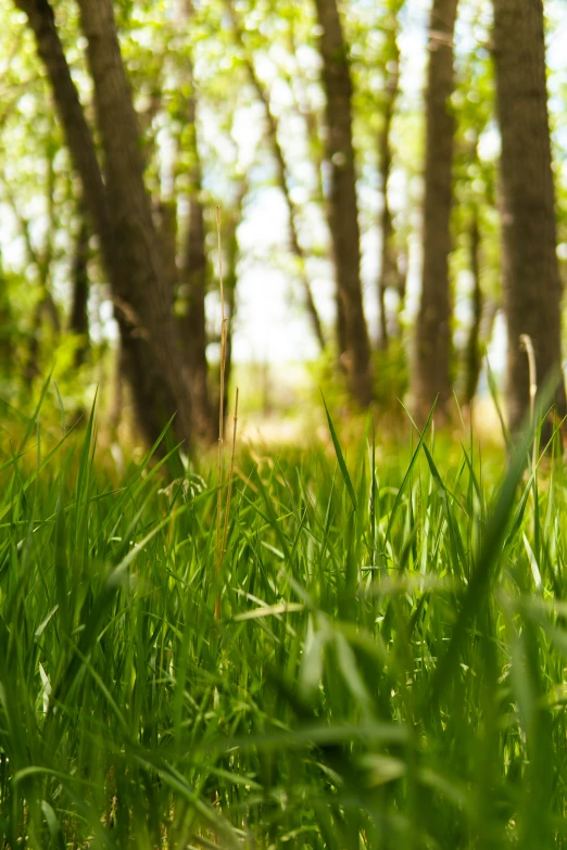 the grass is growing on the trees outside