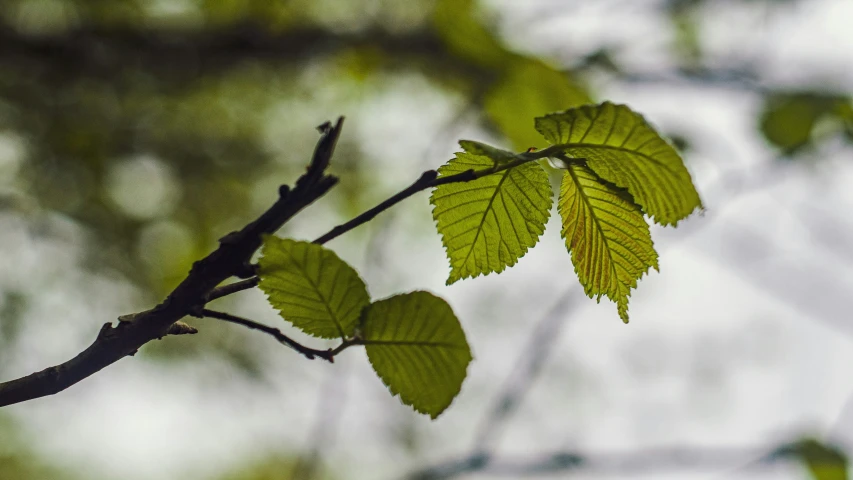 green leaves hang from the nches of a tree