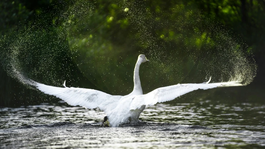 a bird is diving on the water and spreading its wings
