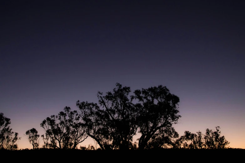 a lone tree stands silhouetted against the evening sky