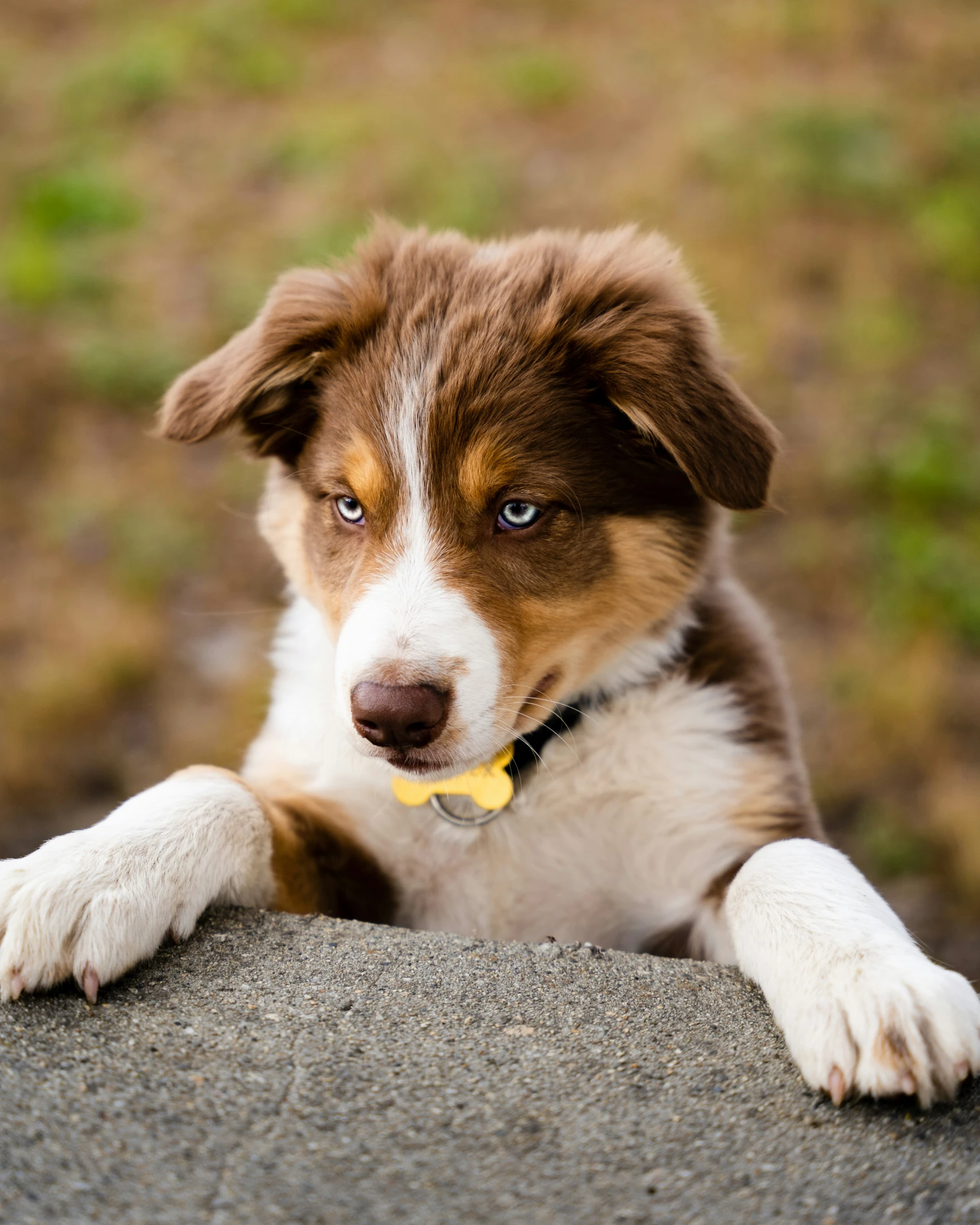 a brown and white dog with white and black paws laying down on a rock