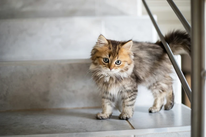 a kitten that is walking down some steps