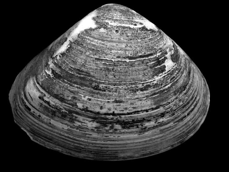 an old shell in black and white on a table