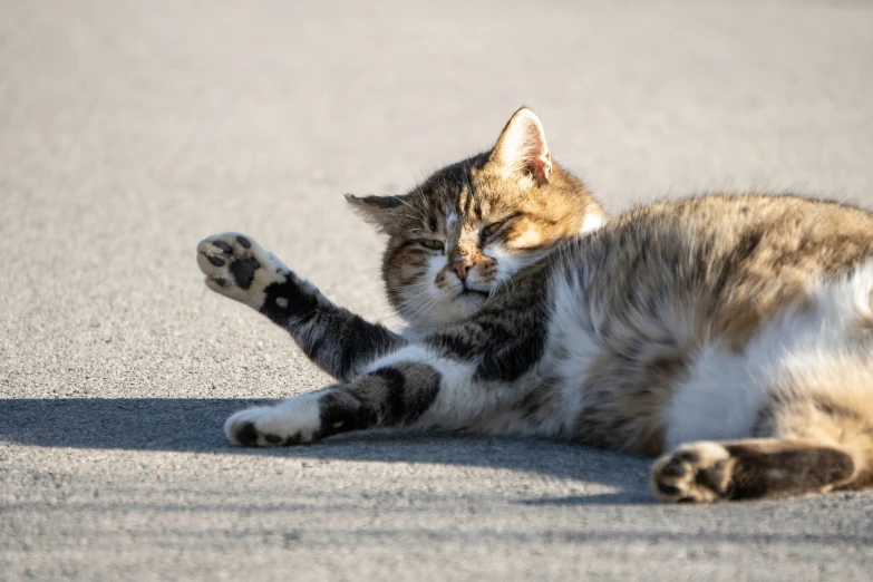 a cat laying on its back with its paw out