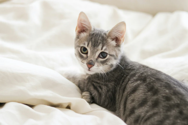 a grey cat lying down in a white blanket