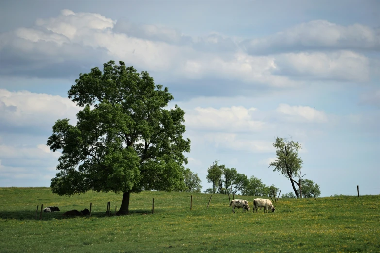 a pasture with trees, cows, and a sheep laying down under a shade tree