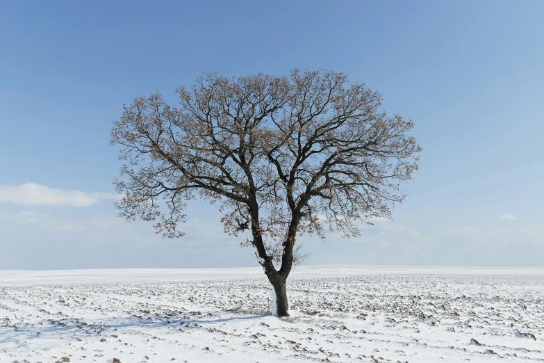a single tree that is in the middle of nowhere