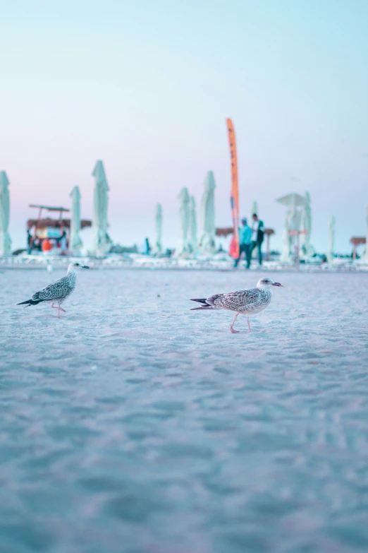 three seagulls stand in the water while people in the background watch