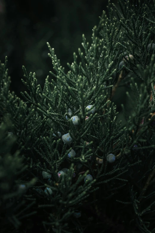 a green bush with pine cones and other foliage