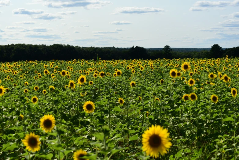 large, sunflowers with bright yellow flowers in a sunny field