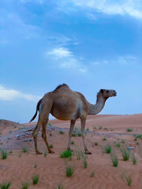 a camel walks across the desert with its nose on the sand