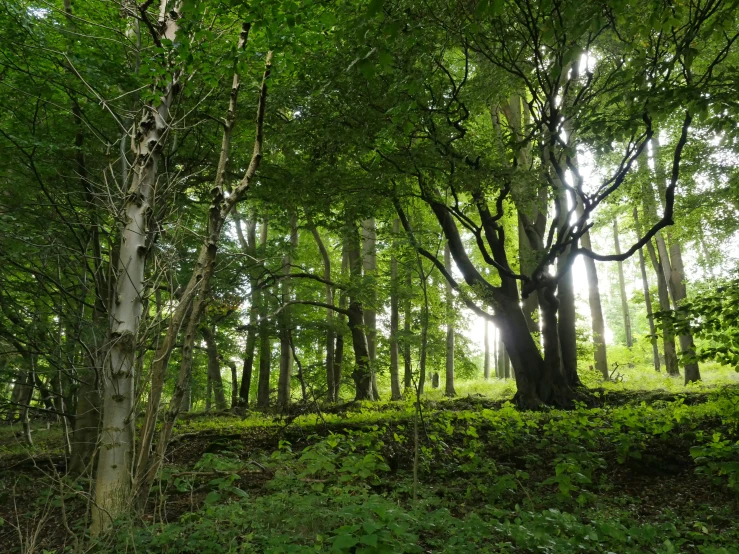 a forest with green bushes and trees in the sunlight