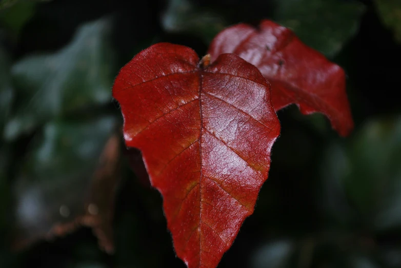 a red leaf in the dark, some green leaves
