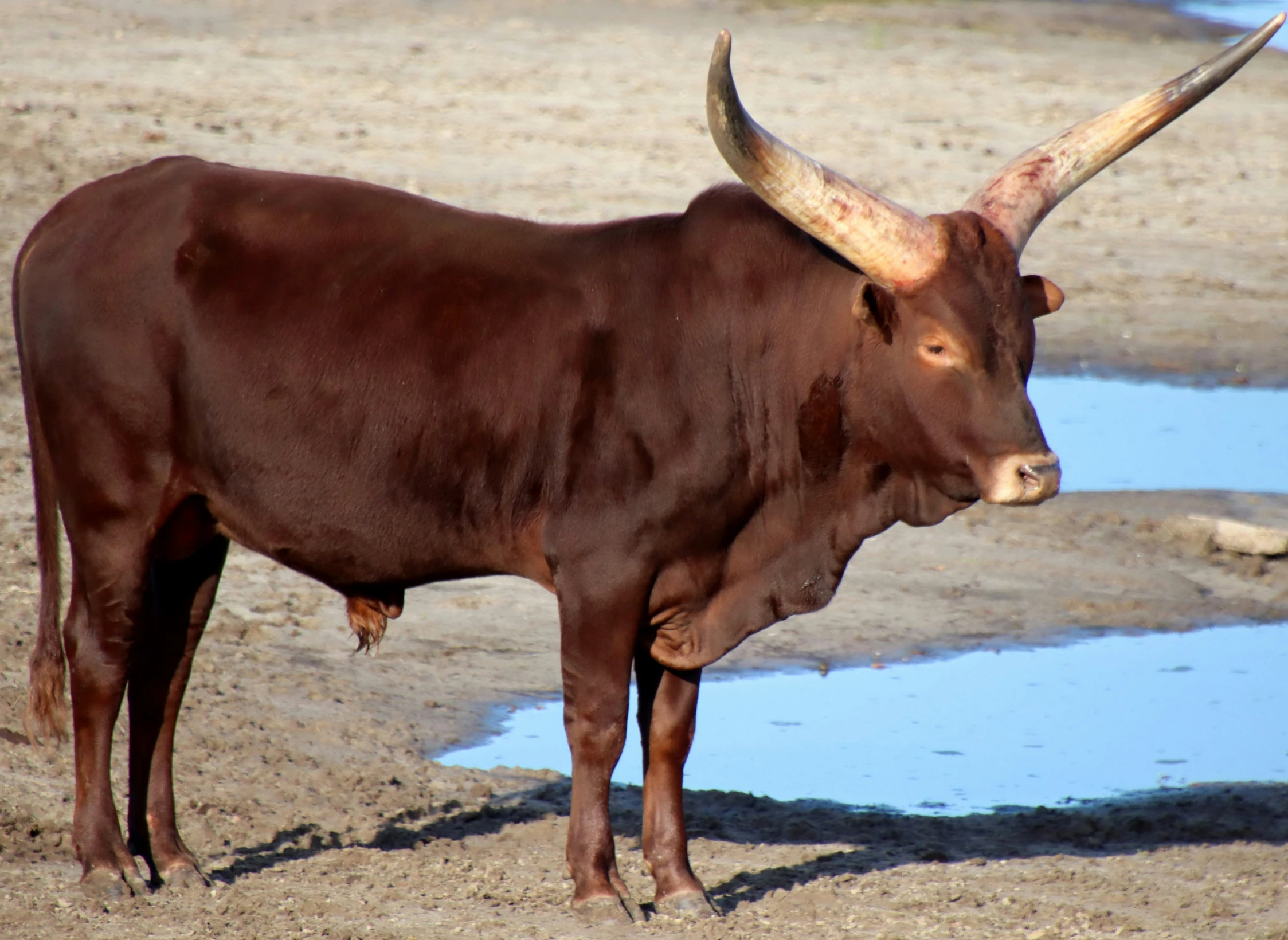 a bull with horns is standing near water